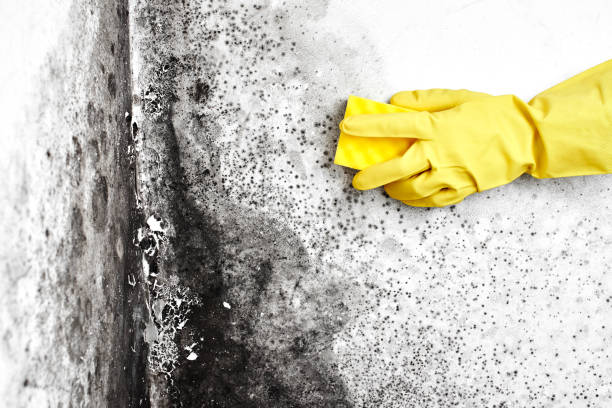 Best Mold Removal Company Near Me  in Quanah, TX