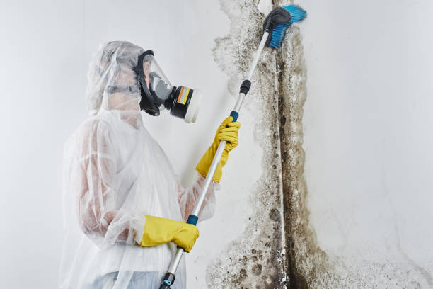 Best Local Mold Removal Service  in Quanah, TX