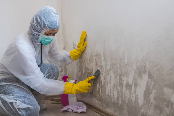 Best Mold Remediation  in Quanah, TX