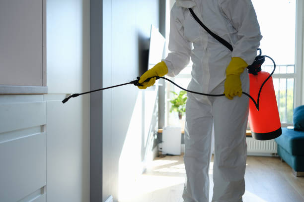 Best Home Mold Removal  in Quanah, TX