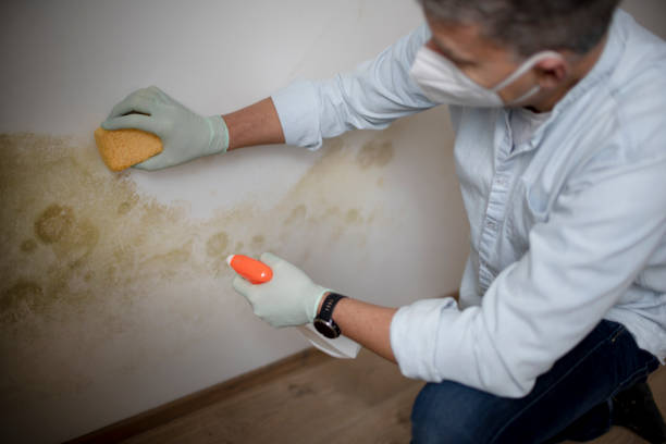 Best Toxic Mold Removal  in Quanah, TX