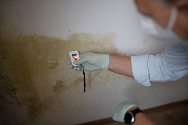 Best Home Mold Removal  in Quanah, TX