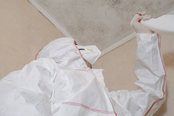 Trusted Quanah, TX Mold Removal Experts