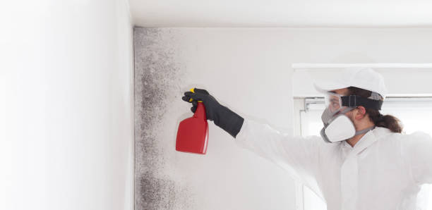 Best Mold Removal Company Near Me  in Quanah, TX