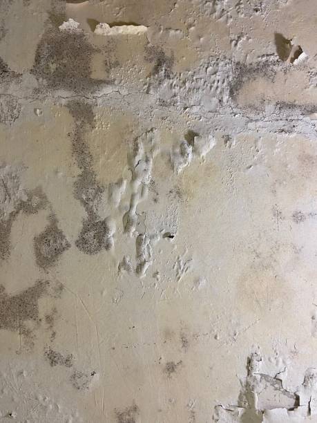 Mold Removal and Inspection in Quanah, TX