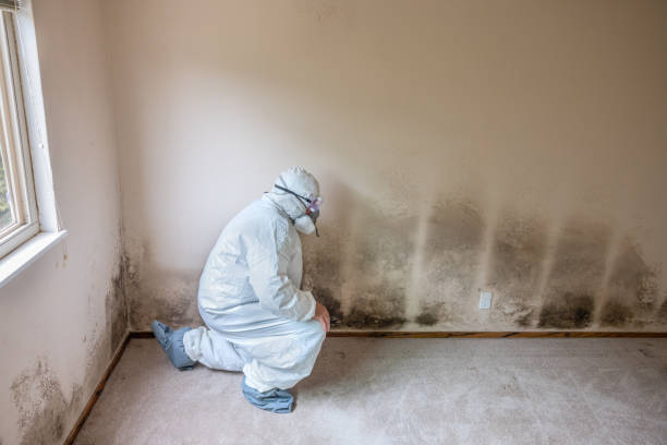 Best Commercial Mold Removal  in Quanah, TX