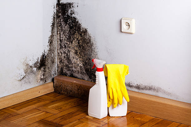 Best Toxic Mold Removal  in Quanah, TX