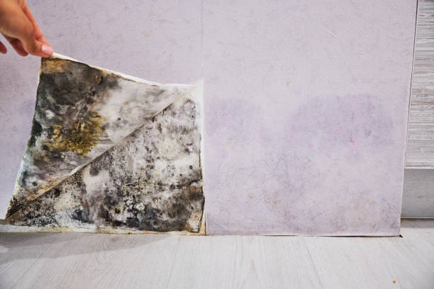 Best Certified Mold Removal  in Quanah, TX